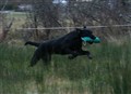 Polly in action one.jpg