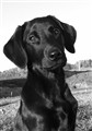 Tillie 3,5 mån.jpg